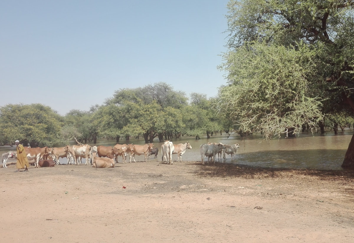 Rinderherden der Savanne, wie diese im Kordofan, sind auf ergiebige Weideflächen und ein enges Netz von Wasserstellen angewiesen.
