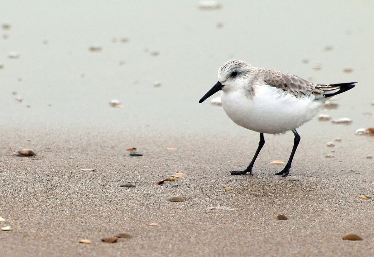 Der Strandläufer