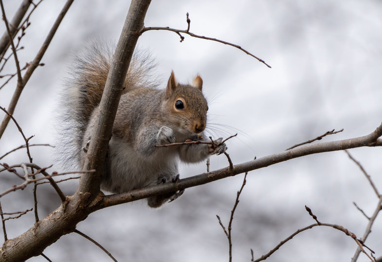 Tiere im Winter mit Kita-Kindern