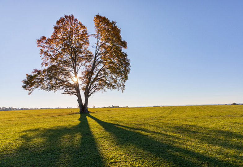 Ein herbstlicher Laubbaum steht auf einer grünen Wiese, während die Sonne durch seine Blätter und Äste scheint.