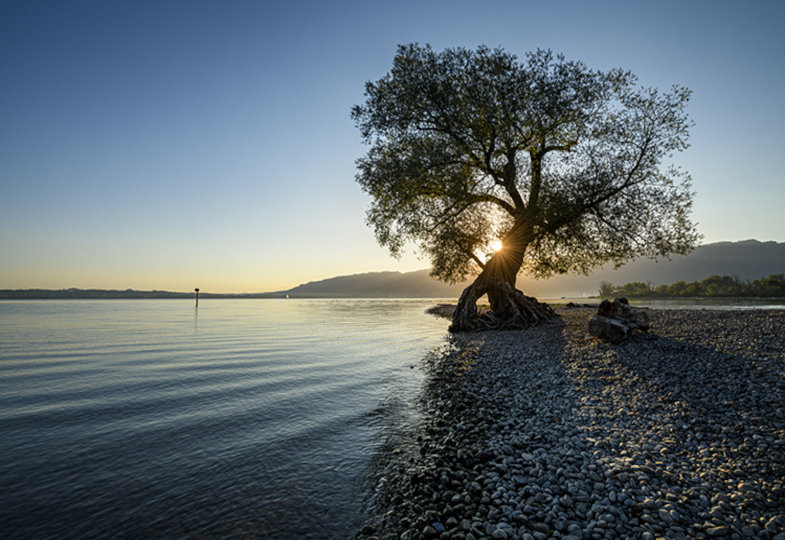 Ein einzelner Baum steht am Ufer eines Kieselstrandes, während die Sonne durch seine Äste scheint. 