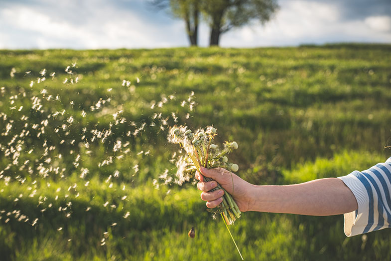 Blumensamen fliegen mit dem Wind davon