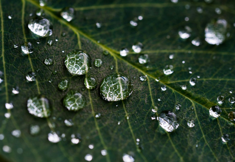 Wassertropfen auf Blatt