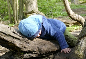 Eintauchen in den Wald