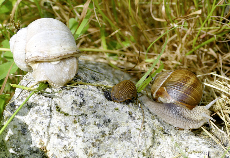 Schnecken - einzigartig und grundverschieden