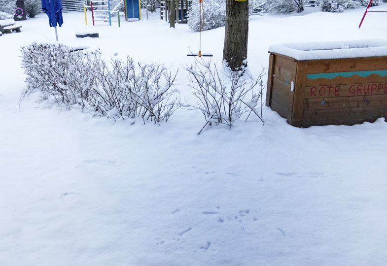 Spuren im Schnee - was sie erzählen