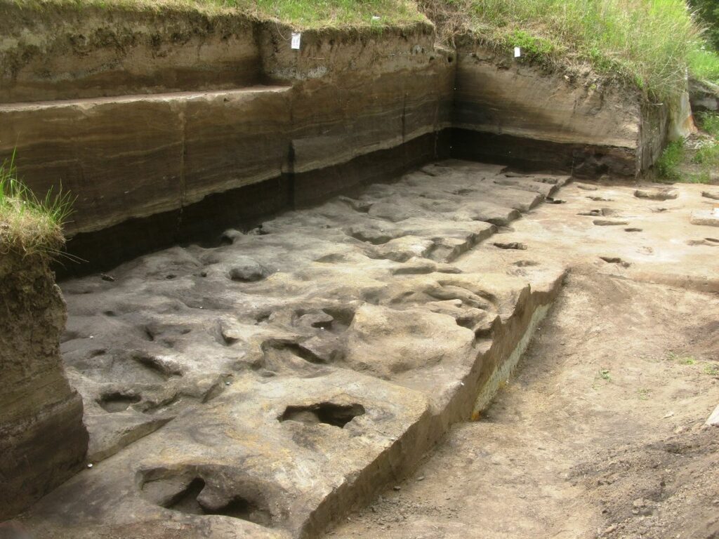 Fossile Fußabdrücke aus der Fundstelle Schöningen 13 II-2 Untere Berme.