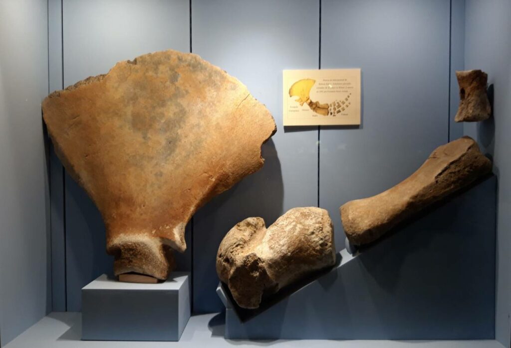 Fossile Überreste aus dem Schifffahrtsmuseum von Aturias in Luanco / Universität von OviedoWalfang