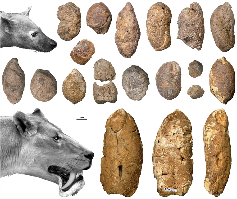  Die bisher ältesten gefundenen Exkremente konnten einer urzeitlichen Hyäne (Protictitherium) und einer Scheinsäbelzahnkatze (Albanosmilus) zugeordnet werden. 