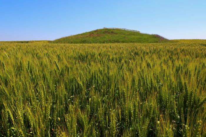 Antike Grabhügel (Kurgans) sind die letzten Zufluchtsorte für Steppenpflanzen- und Tierarten in den intensiv genutzten Agrarlandschaften der westlichen Teile des Steppenbioms in Eurasien