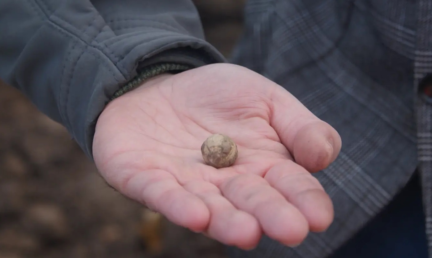 Timo Lang, Leiter der Außenstelle Koblenz der Landesarchäologie, zeigt eine der in Arenberg gefundenen französischen Musketenkugeln