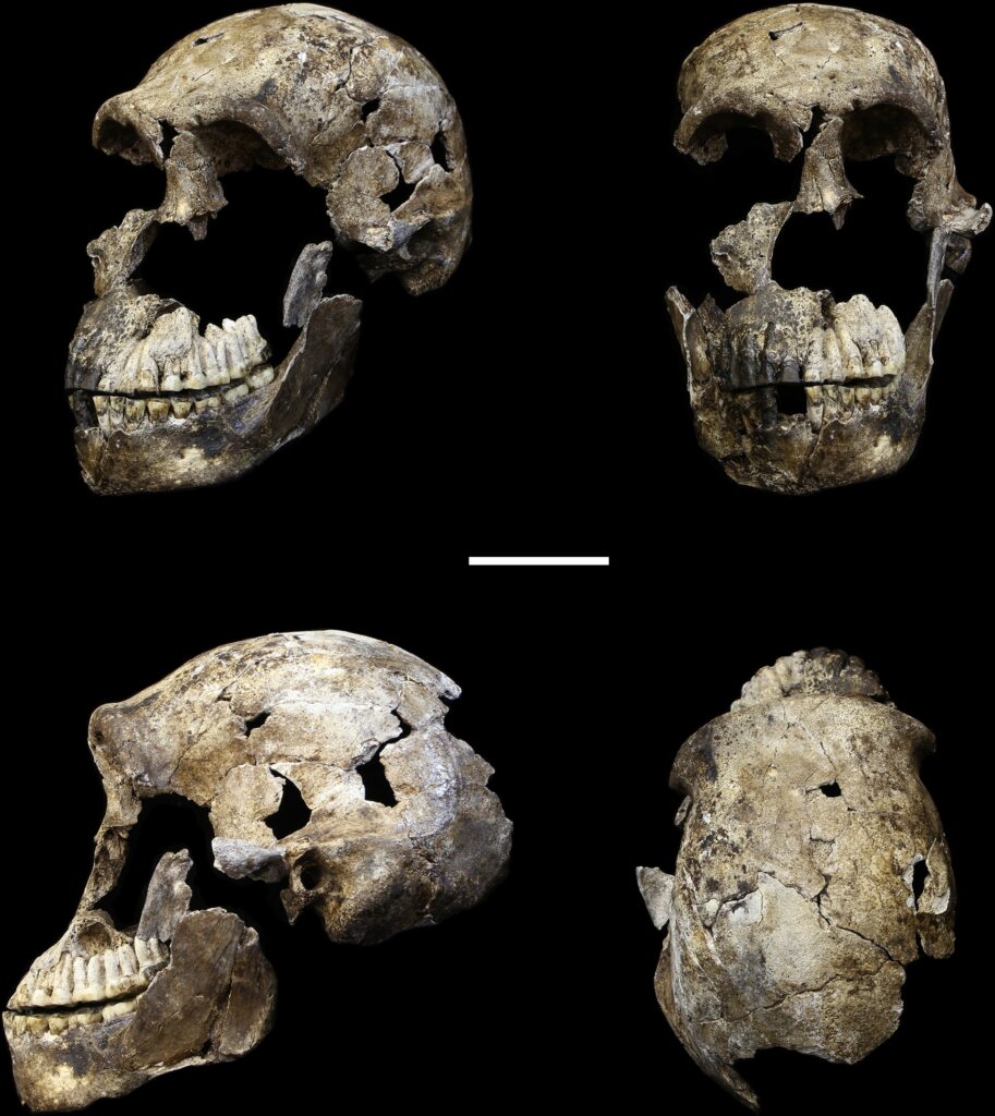 Schädel eines Homo naledi