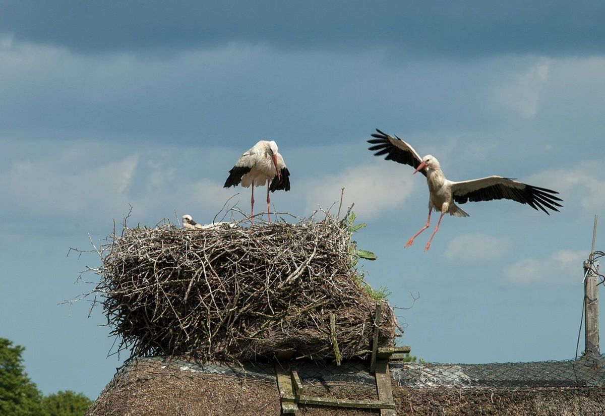 Storchennest in Bergenhusen, Schleswig-Holstein. 