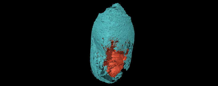 Die vor fast 3.000 Jahren hergestellten Kokons bewahren wie in einem Sarkophag die jungen Erwachsenen der Eucera-Bienen, die nie das Licht der Welt erblickt haben. Foto: Federico Bernardini/ICTP