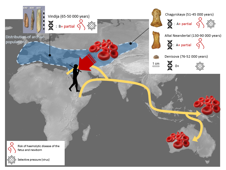 Geografische Herkunft, Blutgruppe und Alter der untersuchten Personen.