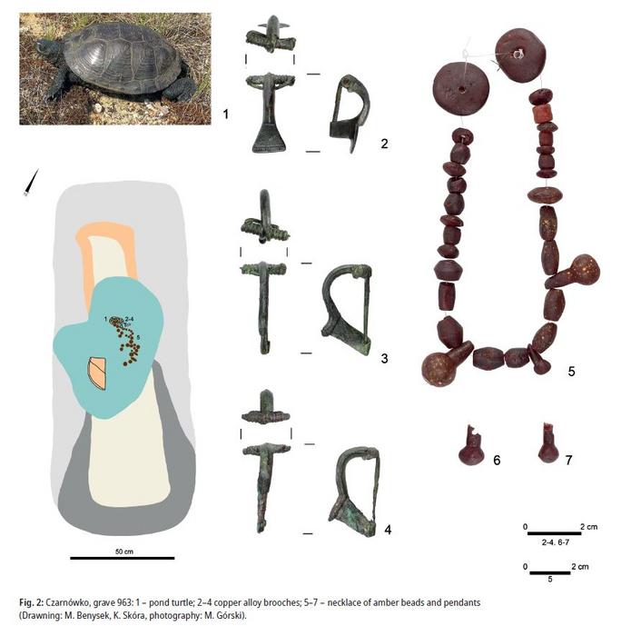 Czarnówko, Grab 963 Abbildung einer Sumpfschildkröte