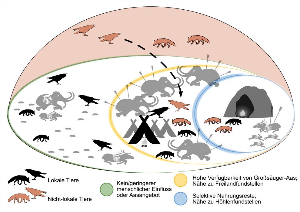 Herausbildung einer synanthropischen Nische für Raben und andere Tiere in der unmittelbaren Nachbarschaft zu eiszeitlichen Menschen vor ca. 30.000 Jahren.