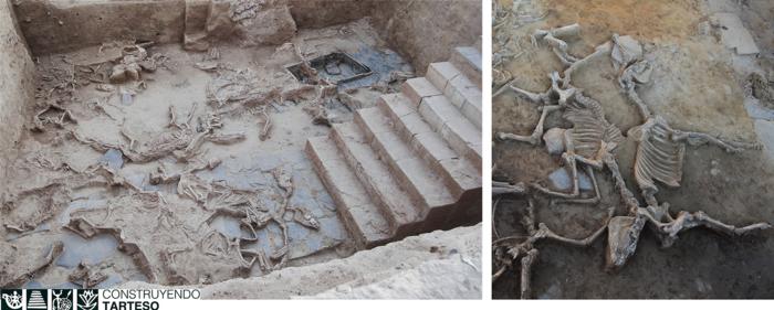 Equiden als Tieropfer im Hof der Stätte Casas del Turuñuelo (Badajoz, Spanien)