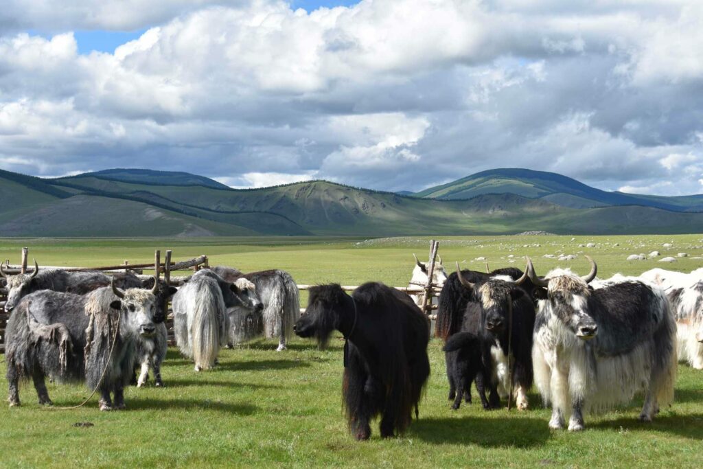 Yakmilch: Zu sehen sind Yaks auf einer grünen Weidefläche stehend.